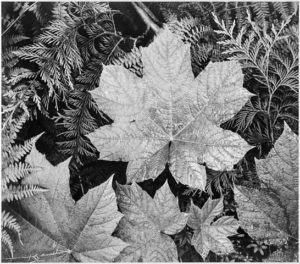 Ansel Adams Glacier National Park, Hands-on art  take time for art